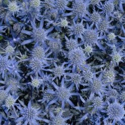 Blue Glitter Sea Holly (Eryngium) -Garden Outfitters Store blue glitter sea holly 2