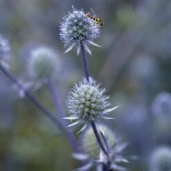 Blue Glitter Sea Holly (Eryngium) -Garden Outfitters Store blue glitter sea holly