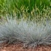 Blue Whiskers Fescue Grass 2 Blue Whiskers Fescue Grass -Garden Outfitters Store blue whiskers fescue grass 1