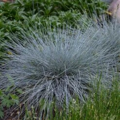 Blue Whiskers Fescue Grass -Garden Outfitters Store blue whiskers fescue grass 3