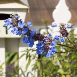 Blue Spike Salvia -Garden Outfitters Store bog sage salvia uliginosa cropped 1