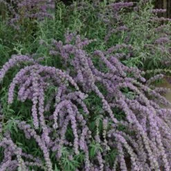 Silver Spring Blooming Butterfly Bush (Buddleia) 8 Silver Spring Blooming Butterfly Bush (Buddleia) -Garden Outfitters Store buddleia alternafolia argentea