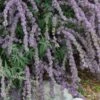 Silver Spring Blooming Butterfly Bush (Buddleia) -Garden Outfitters Store buddleia alternafolia argentea close up