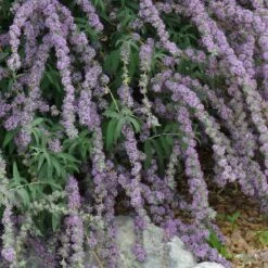 Silver Spring Blooming Butterfly Bush (Buddleia)