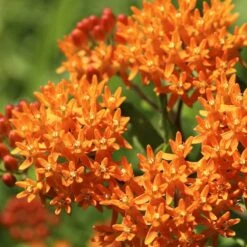 Butterfly Weed 10 Butterfly Weed -Garden Outfitters Store butterfly weed 2