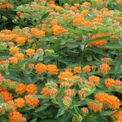 Butterfly Weed 12 Butterfly Weed -Garden Outfitters Store butterfly weed 4