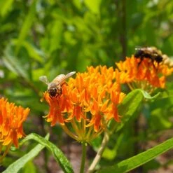 Butterfly Weed (Clay Form) 15 Butterfly Weed (Clay Form) -Garden Outfitters Store butterfly weed asclepias tuberosa garden