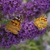 Buzz® Midnight Butterfly Bush (Buddleia) 1 Buzz® Midnight Butterfly Bush (Buddleia) -Garden Outfitters Store buzz midnight butterfly bush buddleia purple