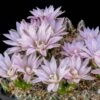Miniature Chin Cactus (Gymnocalycium) 1 Miniature Chin Cactus (Gymnocalycium) -Garden Outfitters Store cactus gymnocalycium bruchii cropped 1