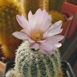 Miniature Chin Cactus (Gymnocalycium) -Garden Outfitters Store cactus gymnocalycium bruchii cropped 2