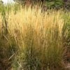 Karl Foerster Feather Reed Grass -Garden Outfitters Store calamagrostis acutiflora karl foerster grass 3