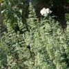 White Cloud Calamintha 1 White Cloud Calamintha -Garden Outfitters Store calamintha nepeta glandulosa white cloud northcreek 1 1