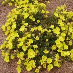 Sundrops (Calylophus) -Garden Outfitters Store calylophus drummondii 3