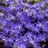 Blue Waterfall Bellflower (Campanula) 2 Blue Waterfall Bellflower (Campanula) -Garden Outfitters Store campanula blue waterfall 1