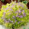 Dickson's Gold Bellflower (Campanula) -Garden Outfitters Store campanula dicksons gold 1