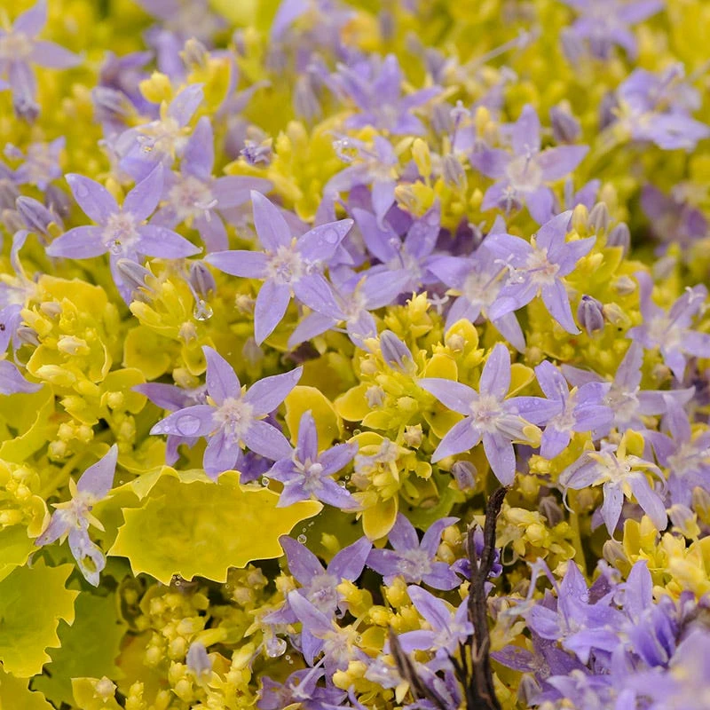 Dickson's Gold Bellflower (Campanula) 4 Dickson's Gold Bellflower (Campanula) - Image 2