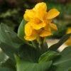 CannaSol™ Happy Emily® Canna Lily 1 CannaSol™ Happy Emily® Canna Lily -Garden Outfitters Store canna cannasol series canna lily yellow happy emily in pot cropped