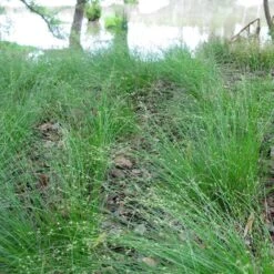 Appalachian Sedge -Garden Outfitters Store carex appalachica hoffman cropped 3 1