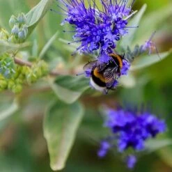 Dark Knight Caryopteris -Garden Outfitters Store caryopteris dark knight pollinator