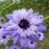 Cupid's Dart (Catanache) -Garden Outfitters Store catananche caerulea cupids dart flowers
