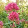 Pink Valerian (Centranthus) -Garden Outfitters Store centranthus cropped