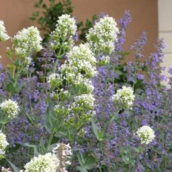 Rosy Trio Valerian Collection (Centranthus) -Garden Outfitters Store centranthus ruber albus and nepeta 1