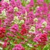 Rosy Trio Valerian Collection (Centranthus) 1 Rosy Trio Valerian Collection (Centranthus) -Garden Outfitters Store centranthus ruber jupiters beard cropped
