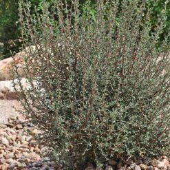 Littleleaf Mountain Mahogany (Cercocarpus) 9 Littleleaf Mountain Mahogany (Cercocarpus) -Garden Outfitters Store cercocarpus intricatus whole plt rock garden