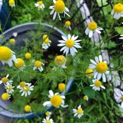 Alternative Lawn Wildflower Seed Mix -Garden Outfitters Store chamomile potted