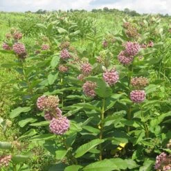 Common Milkweed -Garden Outfitters Store common milkweed seeds blooms meadow