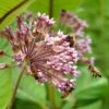 Common Milkweed -Garden Outfitters Store common milkweed seeds pollinators