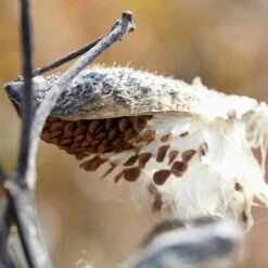 Common Milkweed -Garden Outfitters Store common milkweed seeds seed pod