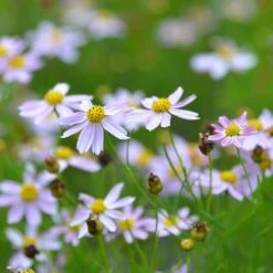 American Dream Coreopsis -Garden Outfitters Store coreopsis american dream 3
