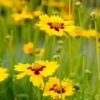 Sterntaler Coreopsis -Garden Outfitters Store coreopsis sterntaler tickseed 37945