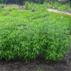 Gold Standard Coreopsis -Garden Outfitters Store coreopsis gold standard foliage cropped northcreek