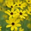 Gold Standard Coreopsis 2 Gold Standard Coreopsis -Garden Outfitters Store coreopsis gold standard northcreek closeup cropped