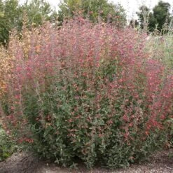 Coronado® Red Agastache 7 Coronado® Red Agastache -Garden Outfitters Store coronado red agastache full plant