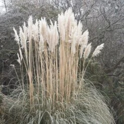 Dwarf Pampas Grass -Garden Outfitters Store cortaderia selloana white feather pampas grass winter 1