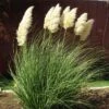 Dwarf Pampas Grass -Garden Outfitters Store cortaderia selloana pumila 2