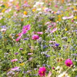 Dry Area Wildflower Seed Mix -Garden Outfitters Store cosmos bachelor buttons meadow