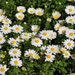 Alternative Lawn Wildflower Seed Mix -Garden Outfitters Store creeping daisy