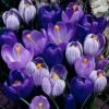 Blue Moon Dutch Crocus Mix 1 Blue Moon Dutch Crocus Mix -Garden Outfitters Store crocus blue moon mix