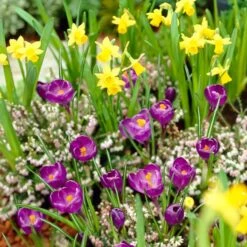 Remembrance Dutch Crocus 14 Remembrance Dutch Crocus -Garden Outfitters Store crocus remembrance daffodil tete a tete 25984
