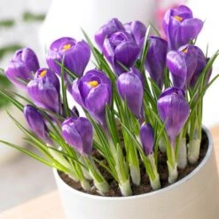 Remembrance Dutch Crocus 15 Remembrance Dutch Crocus -Garden Outfitters Store crocus remembrance visi75695