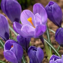 Remembrance Dutch Crocus 17 Remembrance Dutch Crocus -Garden Outfitters Store crocus remembrance visi86705