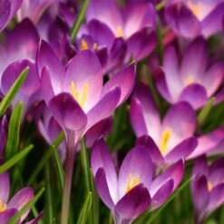Tommasini's Ruby Giant Crocus -Garden Outfitters Store crocus tommasinianus bulbs ruby giant 39150 1 web