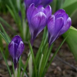 Tommasini's Ruby Giant Crocus -Garden Outfitters Store crocus tommasinianus bulbs ruby giant 39150 3 web