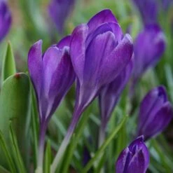 Tommasini's Ruby Giant Crocus -Garden Outfitters Store crocus tommasinianus bulbs ruby giant 39150 4 web