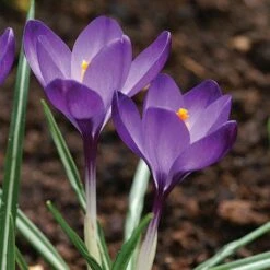 Tommasini's Ruby Giant Crocus -Garden Outfitters Store crocus tommasinianus bulbs ruby giant 39150 5 web