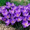 Remembrance Dutch Crocus -Garden Outfitters Store crocusremembrance4 1